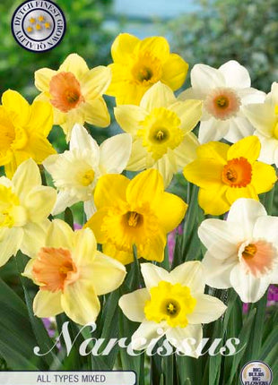 Narcissus Narcissus Kaikki tyypit Mixed 6 kpl