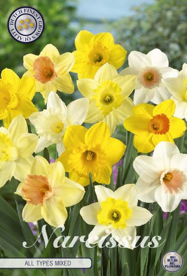 Narcissus Narcissus Kaikki tyypit Mixed 6 kpl