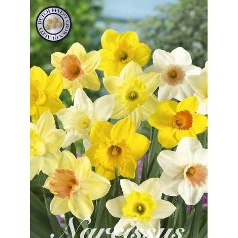 Narcissus Narcis All Types Mixed 6-pack