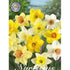 Narcissus Narcis All Types Mixed 6-pack