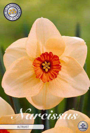 Narcissus Altruist 5 kpl