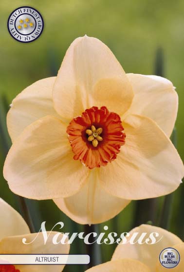 Narcissus Altruist 5 kpl
