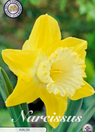 Narcissus Avalon 5 kpl