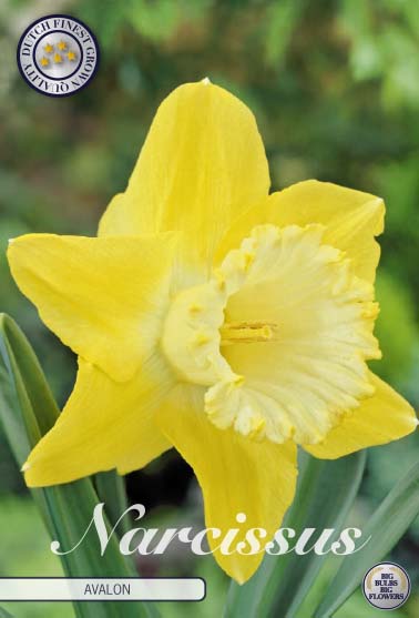 Narcissus Avalon 5 kpl