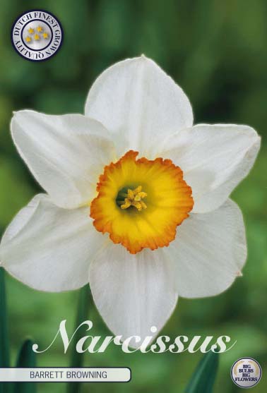 Narcissus Barrett Browning 5 kpl