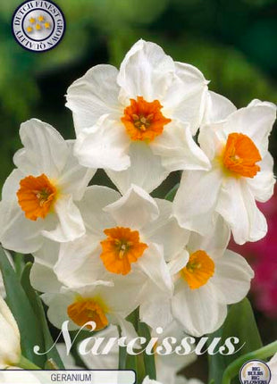 Narcissus Geranium 5-pack