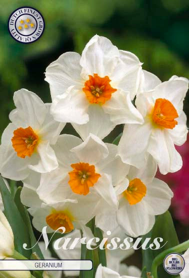 Narcissus Geranium 5 kpl
