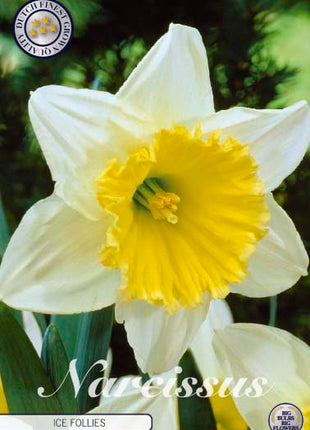 Narcissus Ice Follies 5-pack