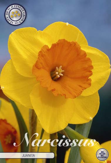 Narcissus Juanita 5 kpl