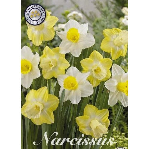 Narcissus Mainstreet 5-pack