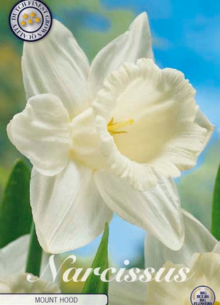Narcissus Mount Hood 5 kpl