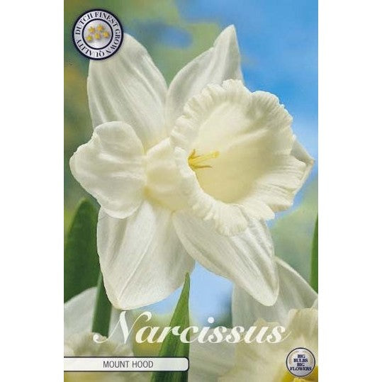 Narcissus Mount Hood 5-pack