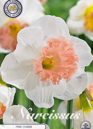Narcissus Pink Charm 5-pack