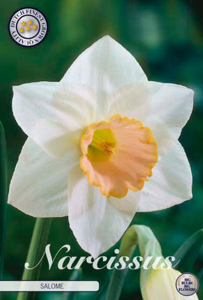 Narcissus Salome 5-pack