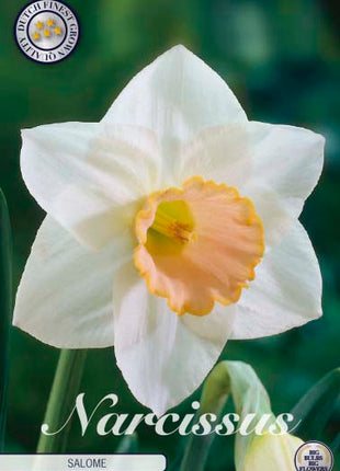 Narcissus Salome 5-pack