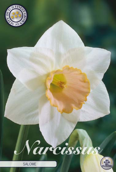 Narcissus Salome 5 kpl