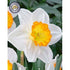 Narcissus Sound 5-pack
