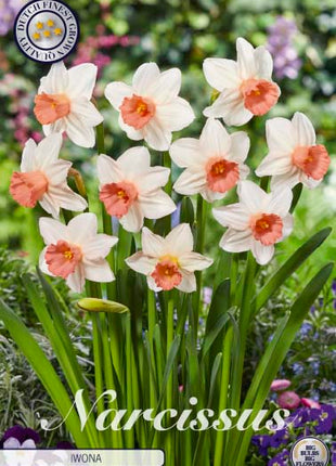 Narcissus 'Iwona' 5 kpl