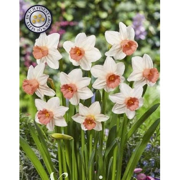 Narcissus 'Iwona' 5-pack