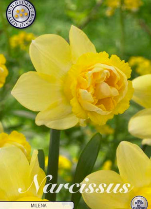 Narcissus Milena 5-pack