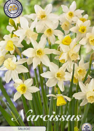 Narcissus Sailboat 10-pack