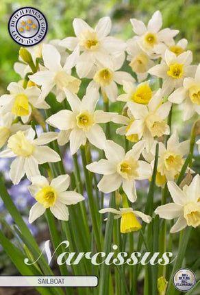 Narcissus Sailboat 10-pack