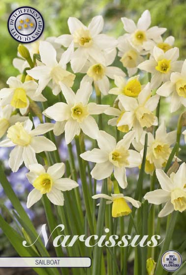 Narcissus Sailboat 10 kpl