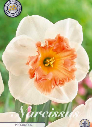 Narcissus Precocious 5 kpl