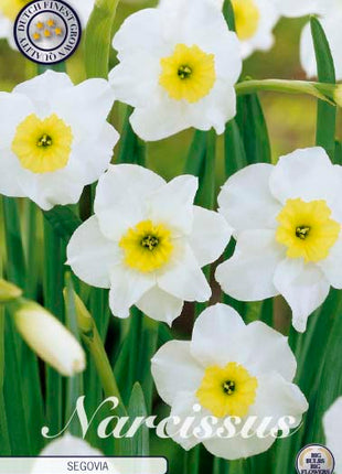 Narcissus 'Segovia' 10-pack