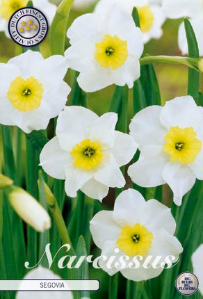 Narcissus 'Segovia' 10-pack