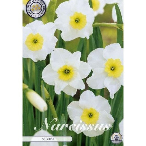 Narcissus 'Segovia' 10-pack