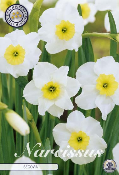 Narcissus 'Segovia' 10-pak