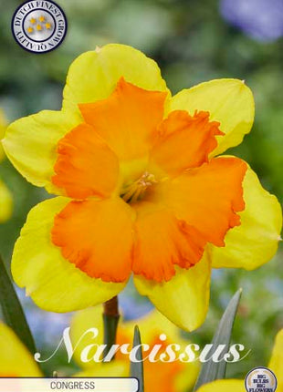 Narcissus Congress 5-pack