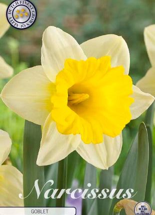 Narcissus Pokal 5-pak