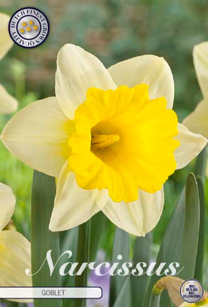 Narcissus Pokal 5-pak