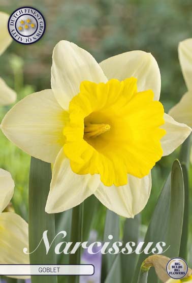 Narcissus Goblet 5 kpl