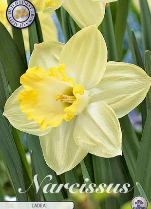 Narcissus 'Ladea' 5-pak