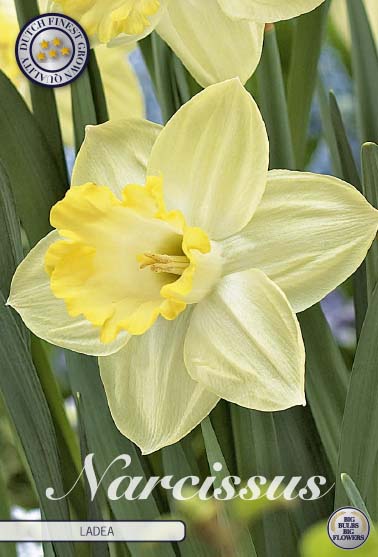 Narcissus 'Ladea' 5 kpl