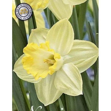 Narcissus &