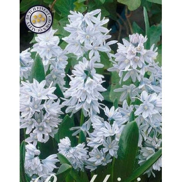 Porslinshyacint-Puschkinia Libanotica 'Scilloides var. Libanotica' 20-pack