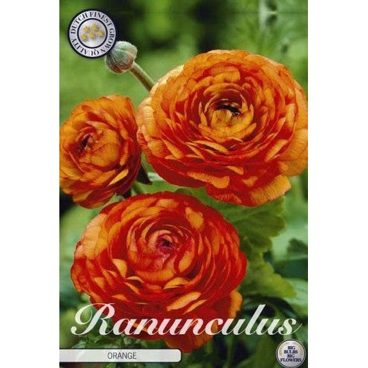 Bukettranunkel-Ranunculus asiaticus 'Orange' 10-pack