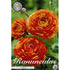Bukettranunkel-Ranunculus asiaticus &