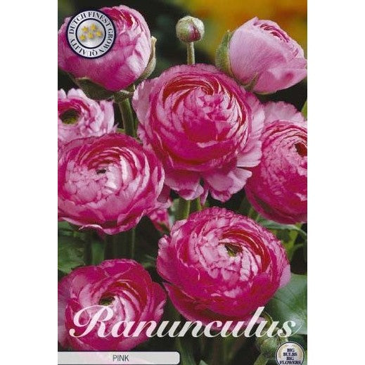 Bukettranunkel-Ranunculus asiaticus 'Pink' 10-pack