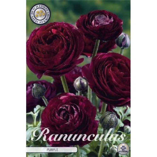 Bukettranunkel-Ranunculus asiaticus &