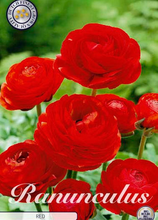 Ranunculus asiaticus 'Red' 10 kpl