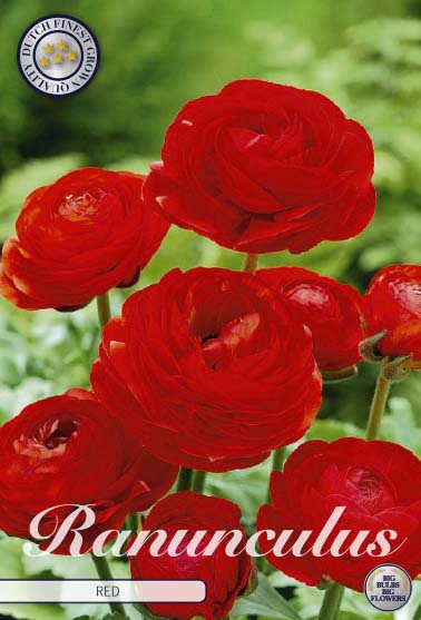 Ranunculus asiaticus 'Red' 10 kpl