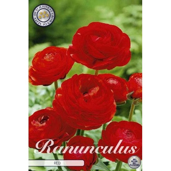 Bukettranunkel-Ranunculus asiaticus 'Red' 10-pack
