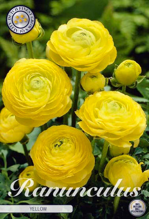 Bukettranunkel-Ranunculus asiaticus 'Yellow' 10-pack