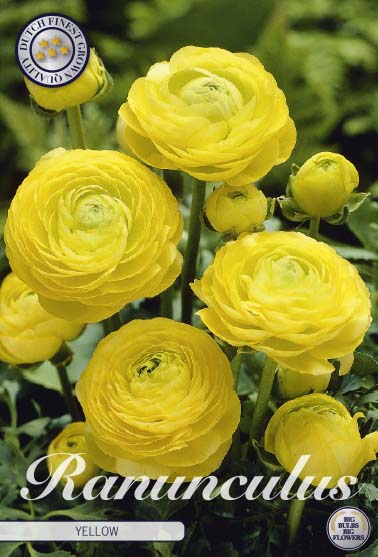 Ranunculus asiaticus 'Yellow' 10 kpl