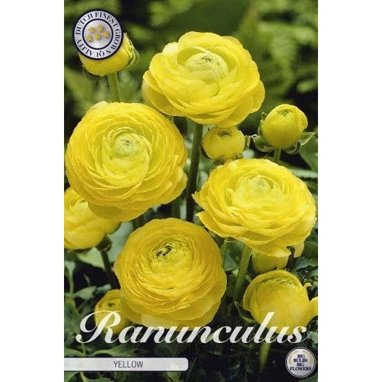 Bukettranunkel-Ranunculus asiaticus 'Yellow' 10-pack